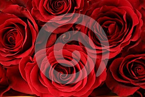 Roses background