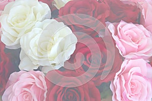 Roses background