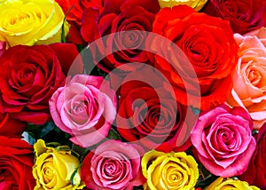 Roses background photo