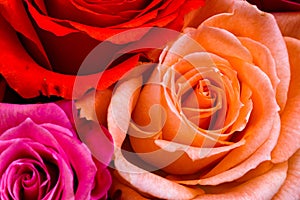 Roses background photo