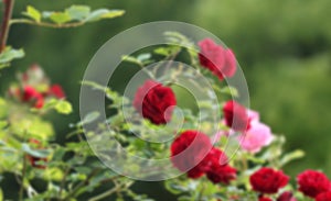 Roses background flowers in garden