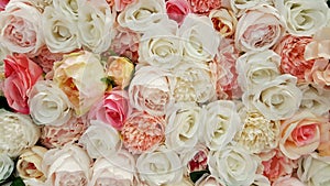 Roses for background or texture