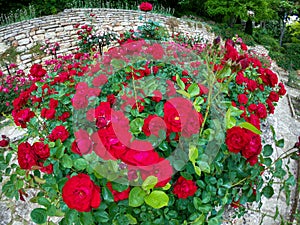 Roses at Balchik Dvoretsa Palace and Park, Bulgaria