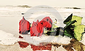 Roses on the beach