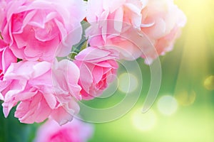 Roses. Beautiful pinkg rose blooming in summer garden. Pink Roses flowers growing outdoors