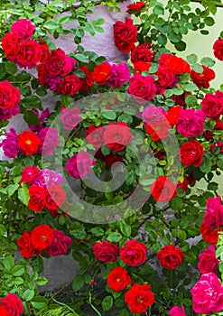 Roses. beautiful red rose Bush red roses. bouquet of red roses