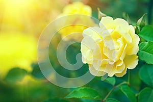 Roses. Beautiful yellow climbing rose blooming in summer garden. Yellow Roses flowers growing outdoors