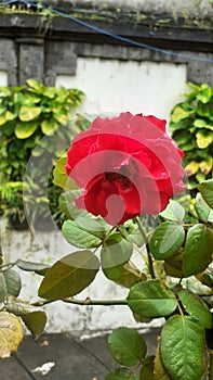 Roses is beautifuly photo