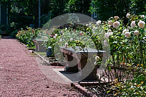 Roses and Benches at the Merrick Rose Garden in Evanston Illinois