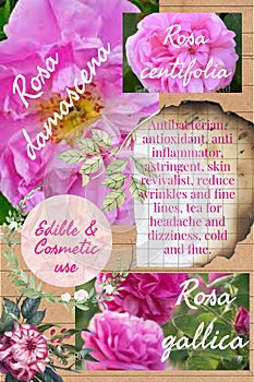 Roses benefits herbalist notepage idea