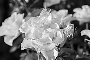 Roses in black and white, natural light