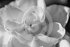 Roses in black and white, natural light