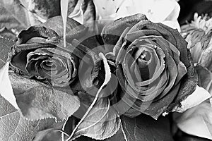 Roses black and white