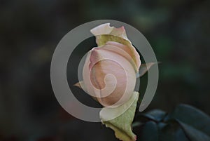 When the roses bloom it becames beauty