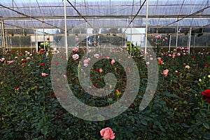 Roses bloom in plastic greenhouse in dalat