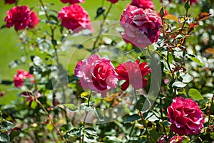 Roses in Bloom photo