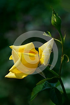 roses blooming on bushes in the garden, background