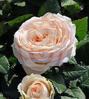 roses blossomed in spring in the garden symbol of love and harmo