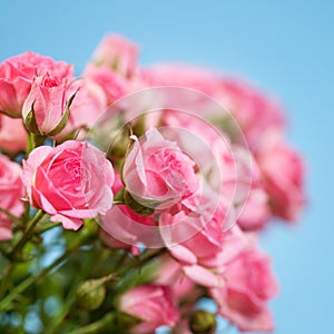 Roses on a blue background.