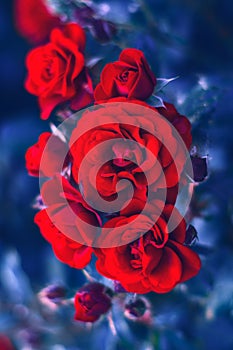 Roses at the blue background photo