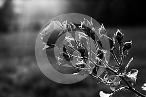 Roses branch against sunset backlight on the dark background