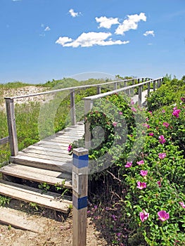 Roses and bridge to beach Wells Maine