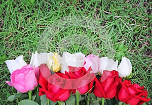 Roses bright flower bud and blloming multicolored patterns with stem and leaves on fresh green grass background , copy space top