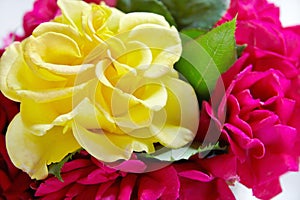 A roses bud close-up in a window flowerpot, flowers in natural d