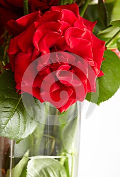 A roses bud close-up in a window flowerpot, flowers in natural d