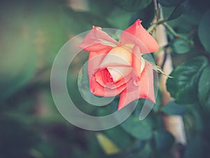 Roses on a bush in a garden