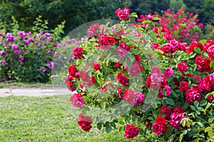 Roses bush on garden photo