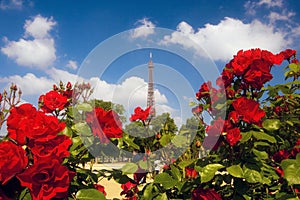 Roses at Champ de Mars photo