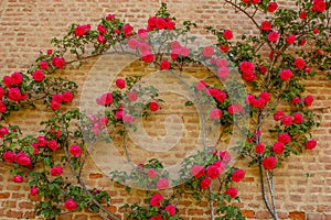 A roses climb on a brick wall