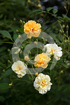 Roses in creamy light yellow and apricot from the rambler rose G