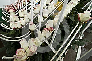 Roses on a cutting plantation during the harvest period are sorted by size