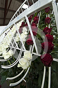 Roses on a cutting plantation during the harvest period are sorted by size