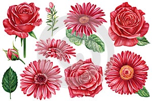 Roses and daisies. Red flowers, leaf, branch and bud on a white background, set watercolor floral elements for design.