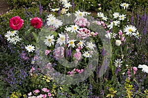 the roses, daisies, sage, wild field plants adorn garden photo