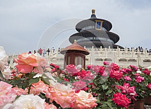 Roses decorating the facade of The Hall of Prayer for Good Harvest at the Temple of Heaven, Beijing, China, Asia