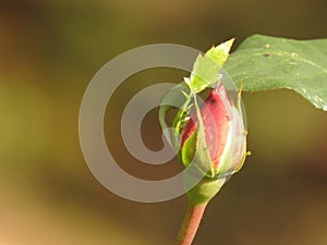 The roses despite their thorns are delicate flowers that embalm the environment.