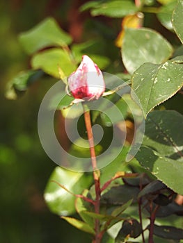 The roses despite their thorns are delicate flowers that embalm the environment.