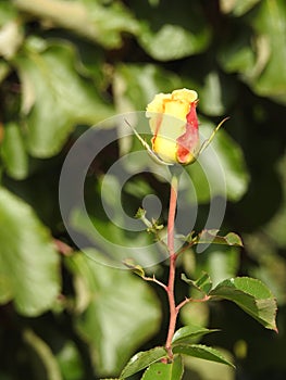 The roses despite their thorns are delicate flowers that embalm the environment.