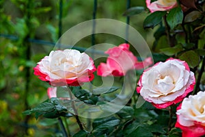 Roses in different hues in natural light