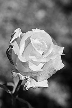 Roses in different hues in natural light