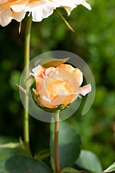 Roses in different hues in natural light