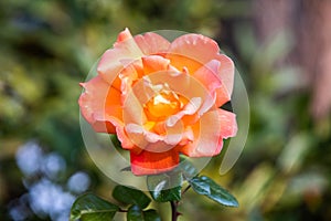 Roses in different hues in natural light