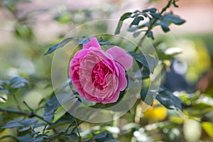 Roses in different hues in natural light