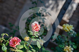 Roses in different hues in natural light