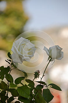 Roses in different hues in natural light