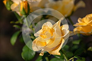 Roses in different hues in natural light